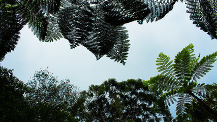 Tree branches silhouette in the park