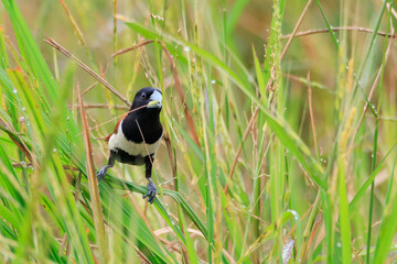 photos of Chestnut Munia
