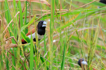 photos of Chestnut Munia