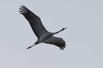 Common crane (Grus grus) flying