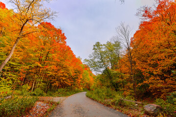 Beautiful inviting view of autumn season forest landscape scenery with footpath on overcast warm day