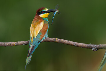 European bee-eater, Merops apiaster. The most colorful bird of Eurasia. The bird caught its prey.