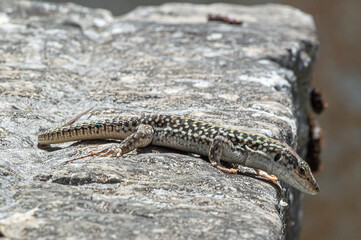lizard on a stone