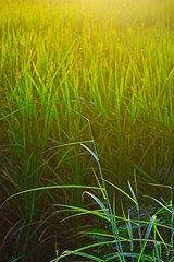 green rice field with sunlight