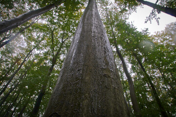 Wet beech tree trunk. Tree trunk soaked with water after rain. Shiny gray beech tree trunk. Bottom view. Green tree crowns in rain. 