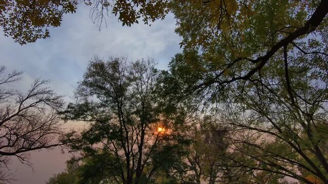 A drone floats just beneath the canopy of late fall trees during an unusual sunset.  Colorado late autumn.