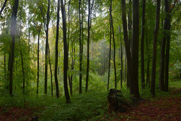 Rain in beech European forest in autumn. Wet leaves. Fog between the trees. Trees trunks. Czech Republic nature. High trees. Brown leaves on the ground. Forest path. Primeval Europe beech forest. 
