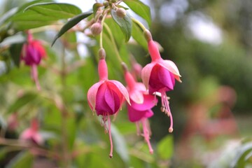 pink flower, fuchsia 