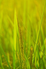 green field with Ears of rice