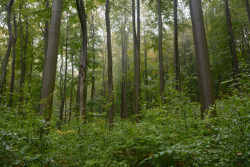 Rain in beech European forest in autumn. Wet leaves. Fog between the trees. Trees trunks. Czech Republic nature. High trees. Brown leaves on the ground. Forest path. Primeval Europe beech forest. 