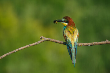 Bee-eater, Merops apiaster. The most colorful bird of Eurasia. A bird caught a dragonfly