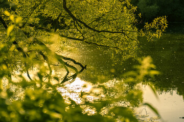 autumn leaves in the park
