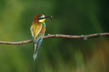 European bee-eater, Merops apiaster. The most colorful bird of Eurasia. The bird caught its prey.