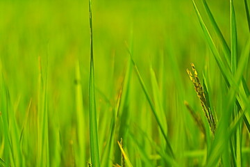 green field with Ears of rice