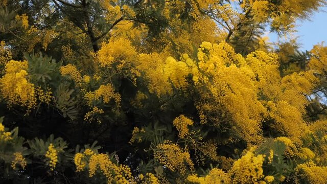 Yellow mimosa flower of Acacia dealbata blown by wind, slow motion, static