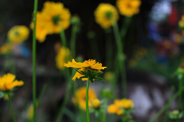 Yellow flowers in the garden