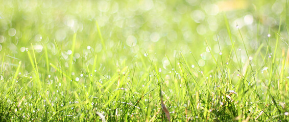 Fresh green grass, banner design. Spring season. Photo with copy space