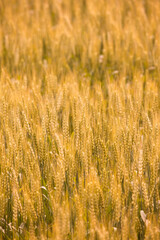 佐賀県の小麦畑