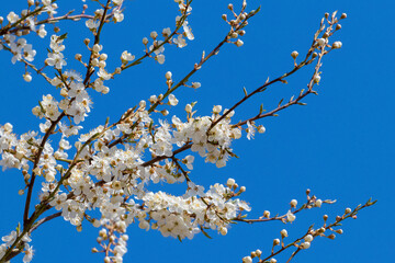 Plum flowers on a background of blue sky, flowering trees