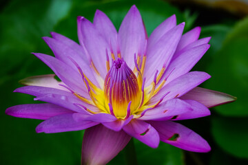 Several holes in petals of a beautiful purple lotus in a pond