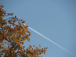 autumn leaves against the sky