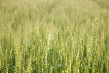 佐賀県の小麦畑
