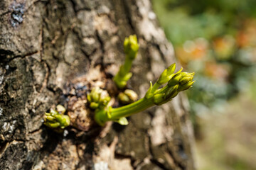 New young shoots growing, a bud from a stalk in the morning with blurred background