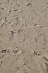 Arena de la playa que cuenta una historia