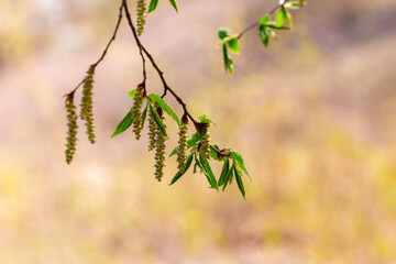 Tree branch with dangling earrings on a blurred background