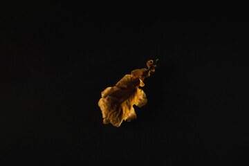 Golden oak leaves on a black background, macro photo, concept. 