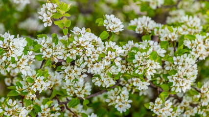 Abundant flowering pears, spring background with flowering tree