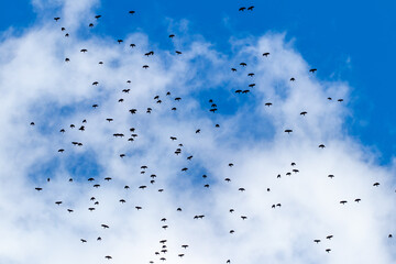 A flock of birds high in the blue sky with white clouds