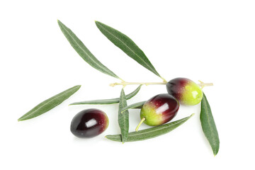 olives and twig