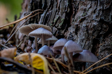 Beautiful closeup(macro) of forest autumn mushrooms. Gathering mushrooms. Mushrooms macro photo. Forest and moss photo close up, forest background. Fall. Fallen leaves and mushrooms.