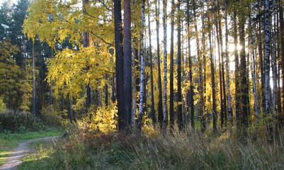 Autumn forest in sunlight with beautiful autumn foliage as panorama background