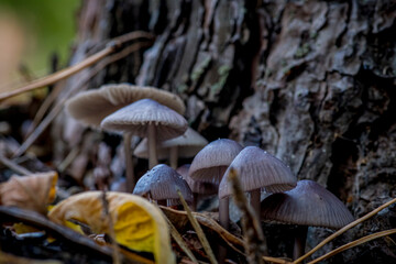 Beautiful closeup(macro) of forest autumn mushrooms. Gathering mushrooms. Mushrooms macro photo. Forest and moss photo close up, forest background. Fall. Fallen leaves and mushrooms.