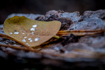 Dew drops on a yellow leaf in the autumn forest on a log macro photography. Forest photo close up, forest background. Fall. Fallen leaves and Coniferous needles