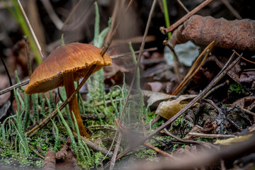 Brown orange closeup(macro) of forest autumn mushrooms. Gathering mushrooms. Autumn mushrooms macro photo. Forest and moss photo close up, forest background. Autumn. Fallen leaves and mushrooms.