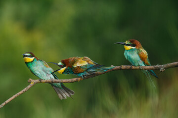 A Golden bee eater sits on a branch on a green background