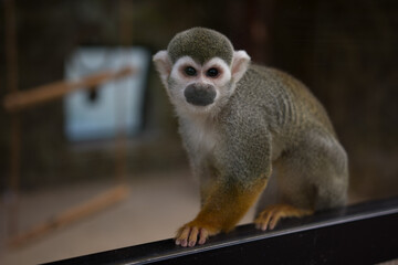 Saimiri or squirrel monkey close up at the zoo