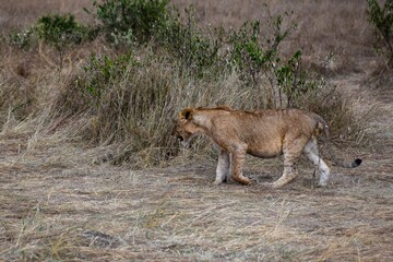 portrait of leo in the savannah