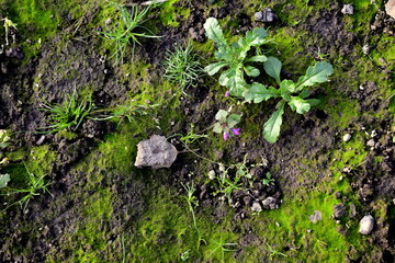 the soil is overgrown with moss and weeds