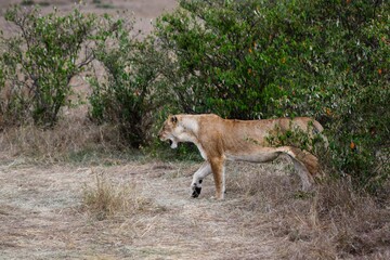 portrait of leo in the savanna