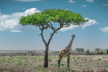 Giraffe in Masai Mara, Kenya