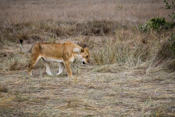 portrait of leo in the savanna