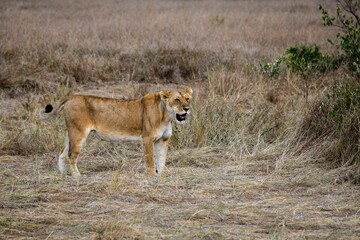 Fototapeta na wymiar portrait of leo in the savanna