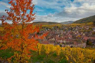 Fototapeta premium Weinberge oberhalb von Riquewihr im Elsass im Herbst