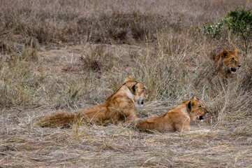 portrait of leo in the savanna