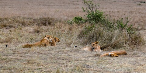 portrait of leo in the savanna