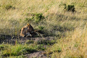 portrait of leo in the savanna